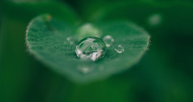 Image shows a close-up macro photograph of a rain drop formed on a leaf. The image is green and verdant and the focus is soft and comforting.