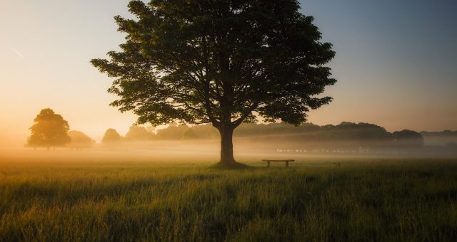 Image is a soft focus landscape showing the early morning light hitting the mist as it swirls around the base of an oak tree in a lush green field.