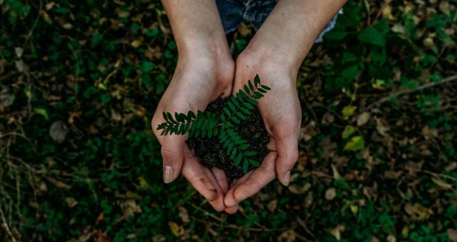 Female hands are cupped together holding soil with a small plant growing from the soil against a backdrop of a forest floor