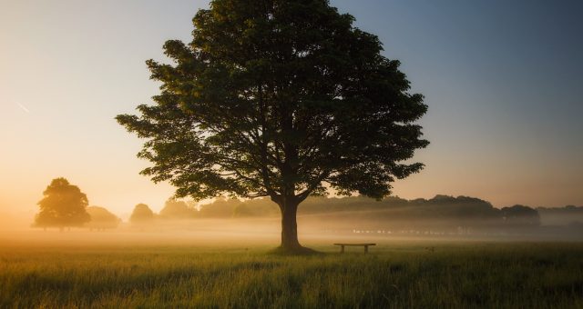 A large tree in leaf is standing on its own in the middle of the image set in grassland with other trees in the distance, it appears to be early morning with a hazy blue sky and mist lying across the grassland